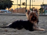 Orijinal yorkshire terrier yavrular