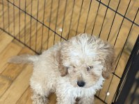 Poodle yavru köpekler