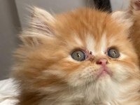 Şahane Güzellik Show Kalite British Longhair