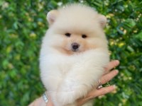 TÜY YUMAĞI POMERANİAN BEBEĞİMİZ KUKİ