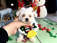 Koreden Gelen Mikro Boy Maltese Bebeğim