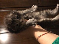 Sevimli oyuncu tatlı maine coon yavrular