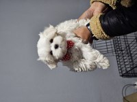Safkan 0 numara kore maltese bebekler
