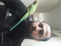 Pakistan papağanımız alışık kuşumuz