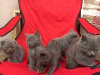 14 Mart Doğumlu Scottish Straight ve Scottish Fold