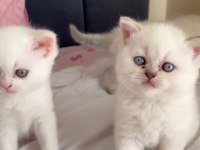 SAFKAN ORJİNAL IRK YAVRU KEDİLERİMİZ