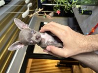4 aylık chihuahua yavrumuz sahiplendirilecektir