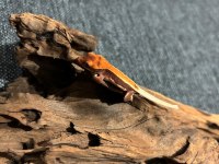 LİLY WHİTE CRESTED GECKO