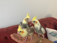 Sultan Papağanı Yavruları 1 Aylık