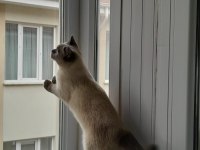 9 aylık british shorthair