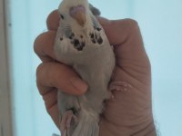Yavru Show Jumbo Muhabbet Kuşu