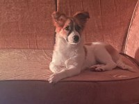 1.5 yaşında corgi melezi kızı sahiplendirmek istiyorum