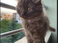 Oyuncu ares yavru kedimizi sahiplendirmek istiyoruz