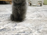 2 aylık scottish fold yavrularımız