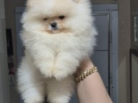 ÜST KALİTE AYICIK YÜZ POMERANİAN BOO ERKEK