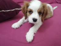 3 aylık cavalier king charles yavrumuz