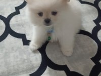 Pomeranian Beyaz 2.5 Aylık Erkek