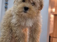 Toy poodle aprikot yavrum