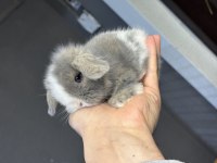 Veteriner Hekimden Hollanda lop mini lop ve cüce tavsan