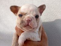 MERAKLISINA FRENCH BULLDOG