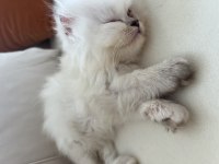 Bluepoint Dişi Chinchilla Kedimiz