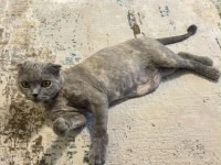 Scottish fold kedimiz ücretsiz sahiplendirilecek
