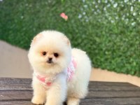 Dişi ve erkek pomeranian yavrular