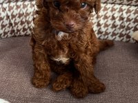 Orjinal toy poodle