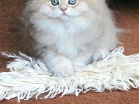 SAFKAN BRİTİSH LONGHAİR YAVRU KEDİLER