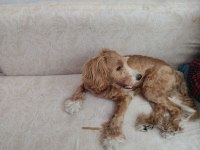 Sekiz aylık erkek maltipoo