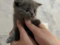 British shorthair scottish fold yavruları