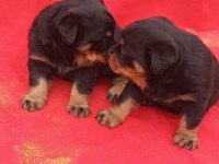 Koca kafa rottweiler yavrular 2 erkek ve 1 dişi