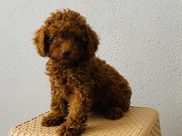 Toy poodle yavruları orijinal