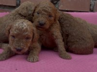 Muhteşem Güzellikte Safkan Toy Poodle Bebekler