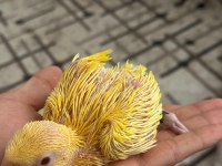 El besleme son bebek pakistan papağanı