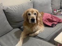 Golden retriever oğlumuza yuva arıyoruz