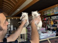 KEDİCİDEN RENK RENK BRITISH SHORTHAIR YAVRULARI ANKARA