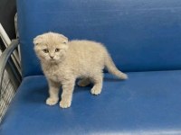 Wc Eğitimli Uysal Scottish Fold Bebekler