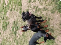 1 yaşında dişi doberman FCI KIF A secere, Von Bsgira