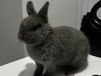 Hollanda lop tavşanı