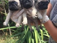 Orjinal mini pug