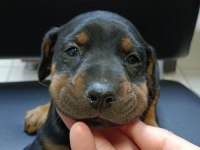 DOBERMAN BEBEKLER