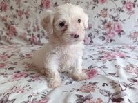 Sıfır boy maltese terrier