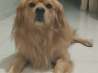 Golden retriever iyi niyetli birine sahiplensin