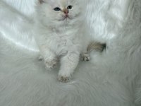 ŞAMPİYON KAN HATTINDAN BRITISH LONGHAIR BY1133 KEDİMİZ