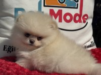 Petmode köpek çiftliğinde ziyarete açık POMERANİAN