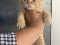 Erkek british shorthair yavru