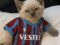 Blue Point Dişi 2 Aylık British Shorthair
