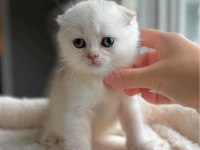 Top kafa pamuk Minnoş scottish fold