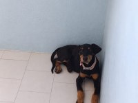 Ebeveyn Fotoğraflı Showclass Doberman Yavrumuz